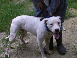 I am not a catahoula.. I catch wild hogs the catahoulas bay. then I eat them..LOL